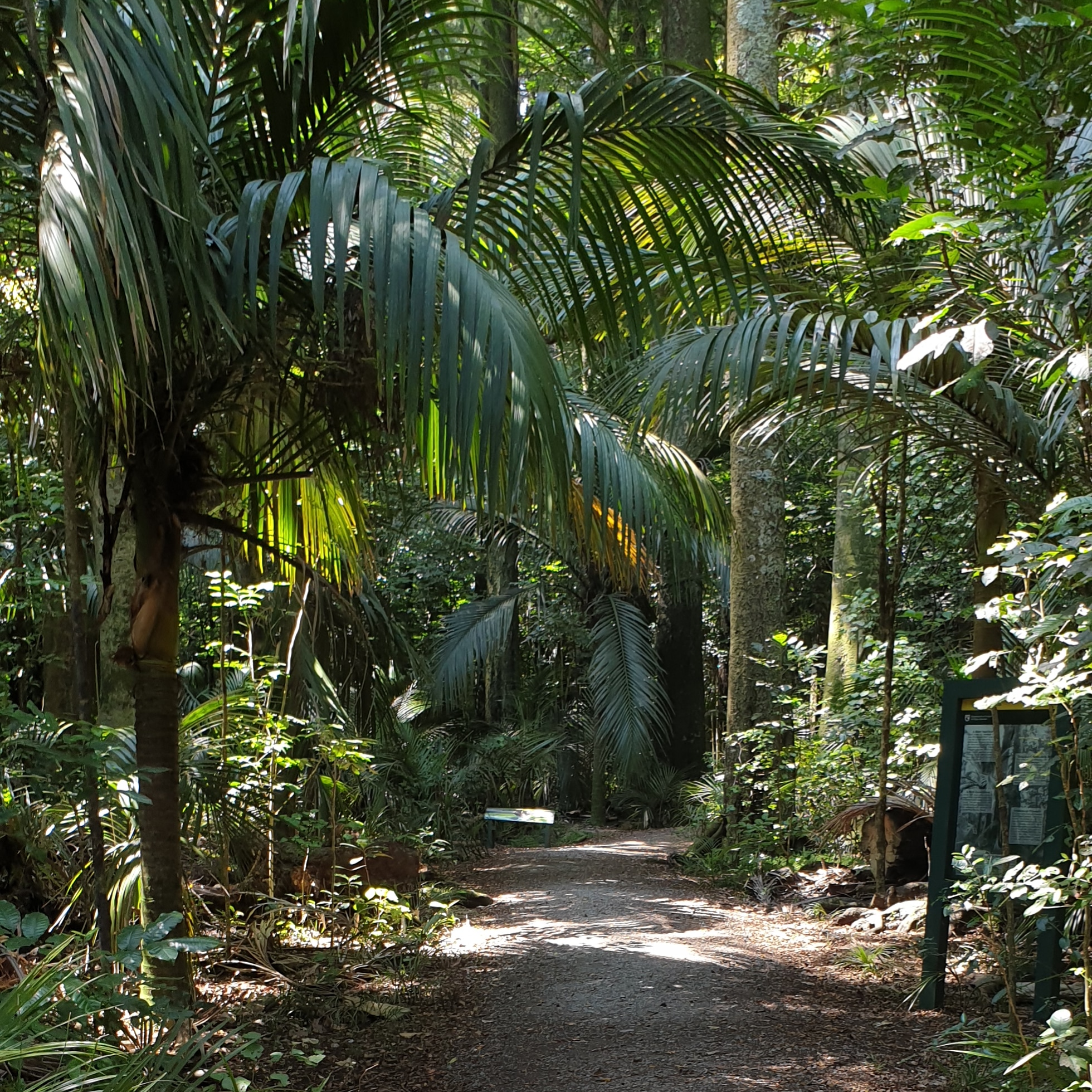 Grays Bush Scenic Reserve: This reserve is renowned for kahikatea and puriri trees that grow together some are 400-500 years old. I feel small. Kahikatea, named ‘white pine’ by European colonists, are majestic trees and NZ’s tallest native trees at 55 metres. It is estimated that only 2 percent of original kahikatea forest remains nationwide.