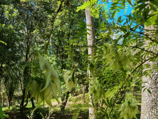 As grassroots as it gets article