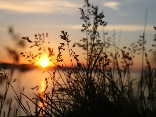 Taiao Huru Huri Website Content