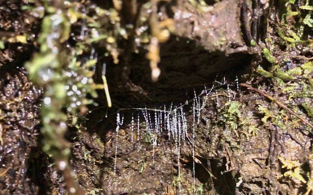 Connecting with glow worms in a night-time adventure