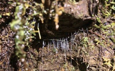 Connecting with glow worms in a night-time adventure